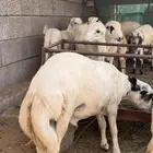 خرفان كباشة ماشاء الله تبارك الله