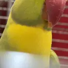 ذكر دره هولندي