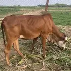 بقره للبيع