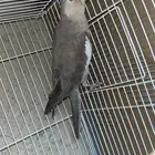 انثى كروان هولندي