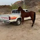 مهر للبيع