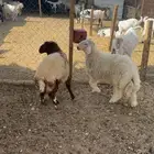 طليان نعيم خروف و رخلتين