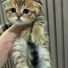 للبيع سكوتش تايقر