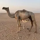 عشرا بطنها كفو تحتها قعود جده حاكم ابن قريع