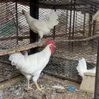 طقمين دجاج لون مميز