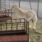 مشروع فحل صنف الصنف