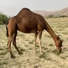 ناقه ساحليه حمر دهما