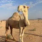 اللبيع عقابي طيب وانتاجه طيب وكفو