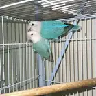جوز روز