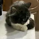 كتن صغيره للتبني-واضح انها حقت بيت ونظيفة جدا