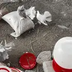 حمام رقاص هندي هزاز منتج