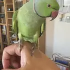 ذكر درة اليف