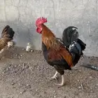 ديك بلدي