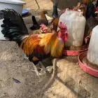 دجاج عربي أصيل