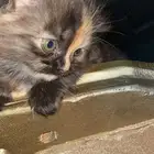 تم التبني  كيتن للتبني انثى