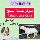 حريات فل ونضاف شرط مع خدمة السلخ والتوصيل