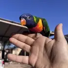 لوري راينبو اليف و هدد و متلكم