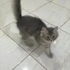 قط ذكر للبيع العمر 2-3 اشهر الحد 300