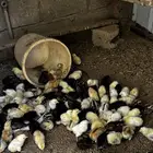 فروخ