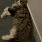 قطط