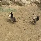 دجاج براهما