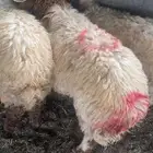 خروف نعيم بلدي