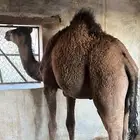 المدينه المنوره. اليتمه