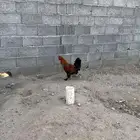دجاج للبيع