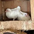 حمام فرنسي بيع كامل الاجواز منتجه