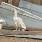 طقم شامو
