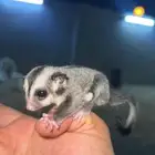 فروخ سنجاب شوقر القلايد العدد 2