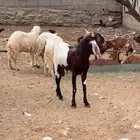 تيس مهجن