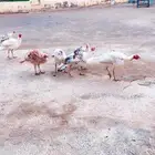 دجاج رومي
