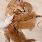 قطة وعيالها تبني