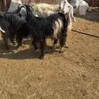 معزا عوارض دفيع