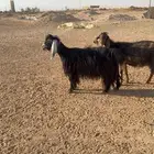 معزا مقرعات وفيها تالي حليب