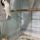زوج روز منتج