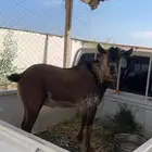 تيس اوشح فحل من غنم محايل