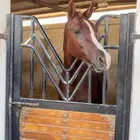 خيل عربي للبيع