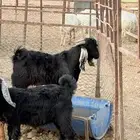 تيس عارضي صنف مشروع فحل