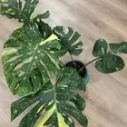 مونستيرا تاي كونستليشن