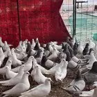 حمام فرنسي