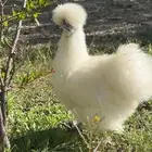دجاج قطني خوارج
