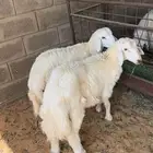تم البيع
