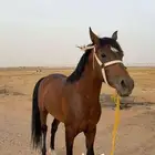 خيل للبيع