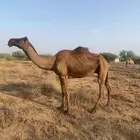 ناقه بازغ نيب صفراء وأبوها بكستاني طيبه طول وجرم فيها حليب