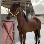 فرس فاخرة مكس جمال و لقاح