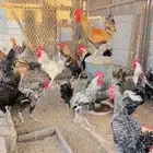 ديوك طيبه للبيع