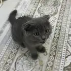 قط من نوع British shorthair للبيع