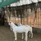 بهم تيوس للبيع